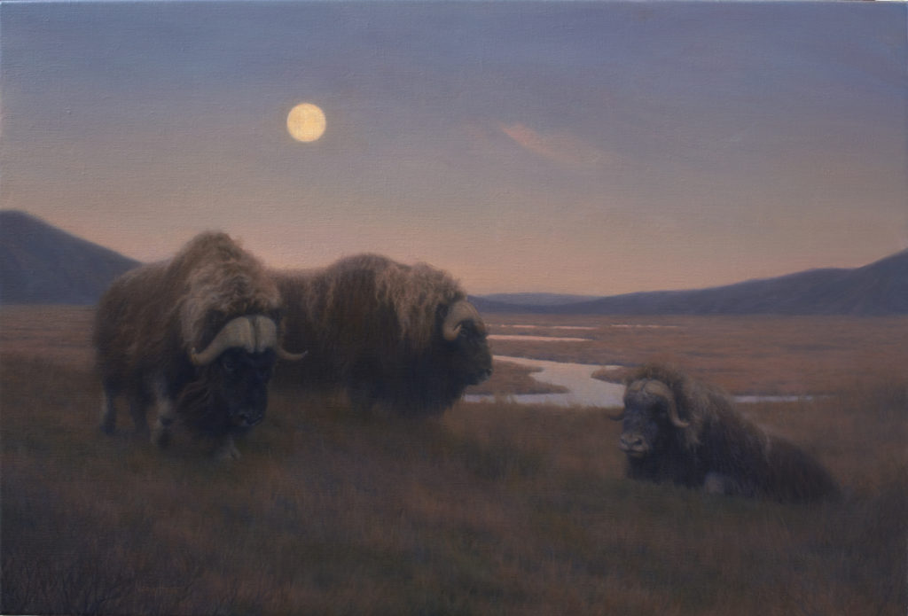 Oomingmak On The Rise • 2016 • 20 x 30 • Oil on linen • Musk Oxen